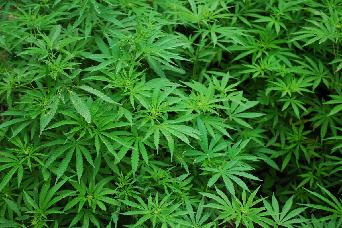 How Delta-9 Cannabis Makes You Happy? Ending Depression & Living Again