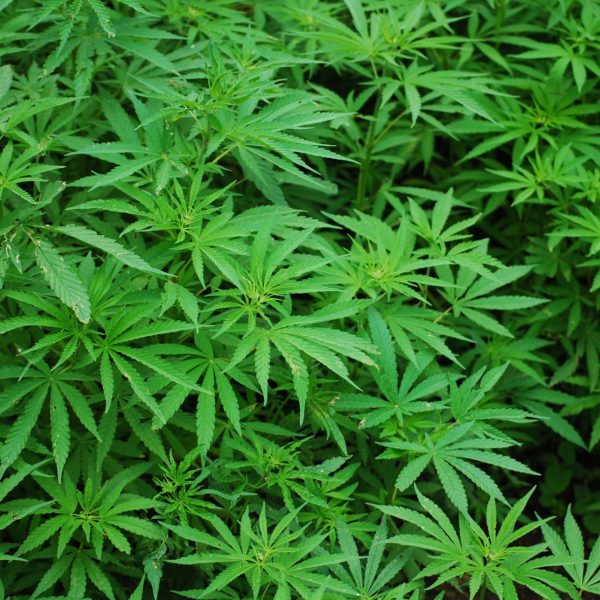 How Delta-9 Cannabis Makes You Happy? Ending Depression & Living Again