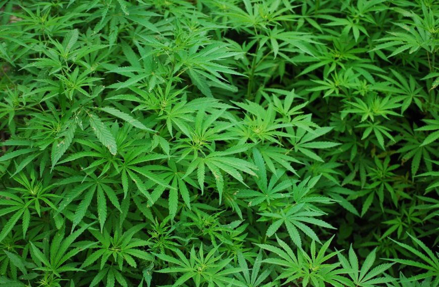 How Delta-9 Cannabis Makes You Happy? Ending Depression & Living Again